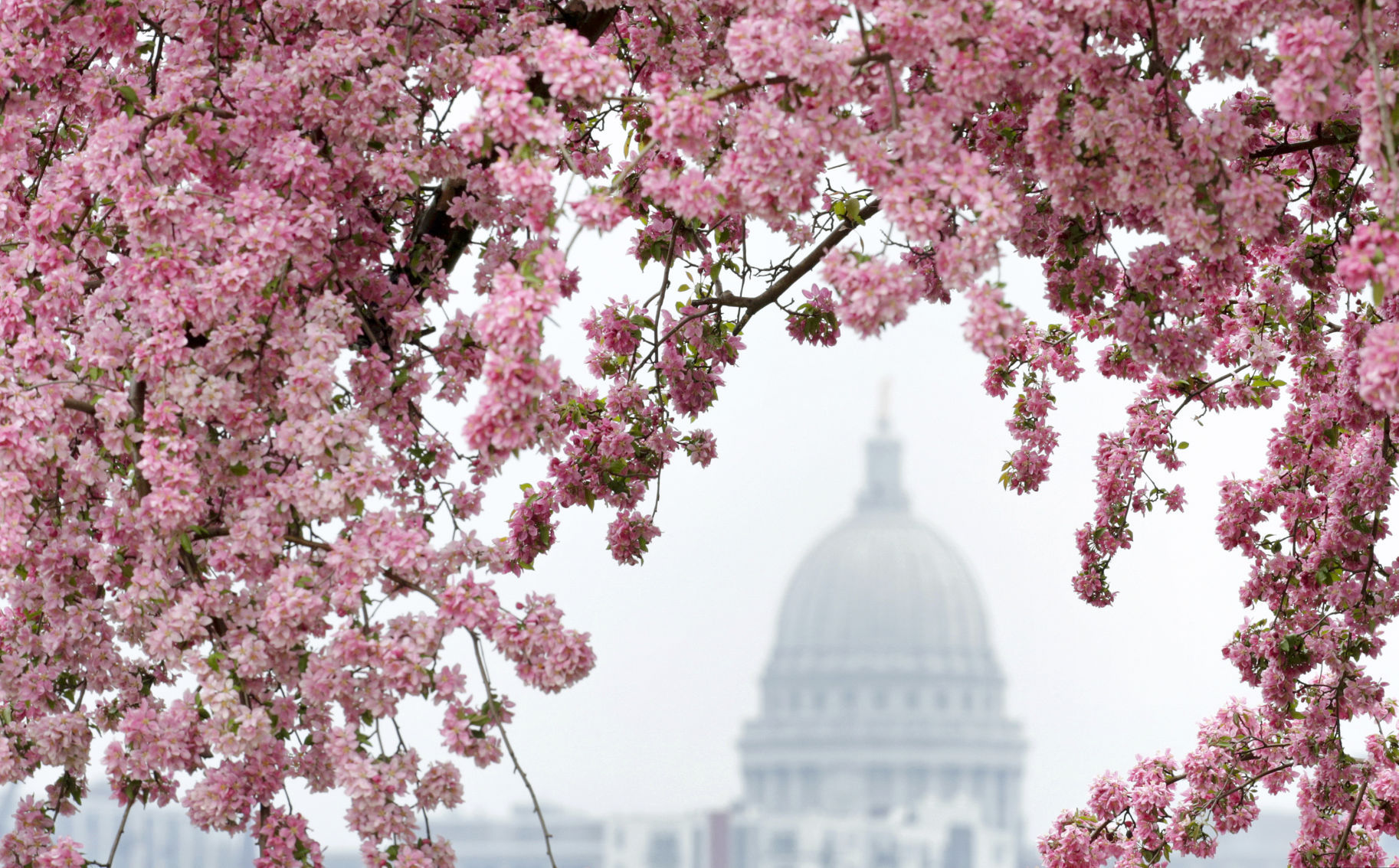 Capitol framed in flowers -- M.P. King